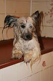 BAIN - SKYE TERRIER 089
